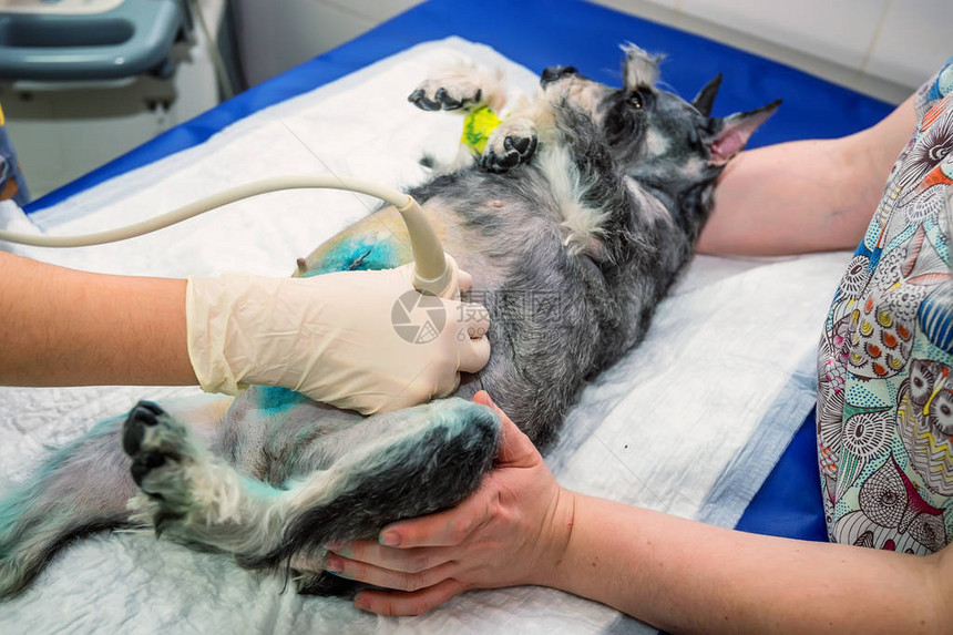 兽医在院对狗进行医学超声扫描检查其状况图片