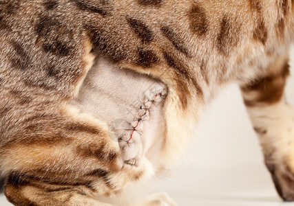在对一只邦加小猫做手术后缝背景图片