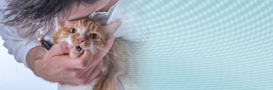 兽医检查猫的牙齿全景横幅图片