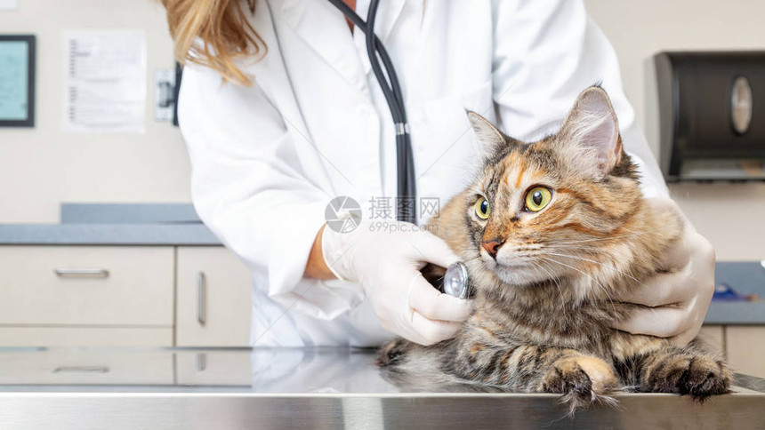 兽医抱着猫用听诊器检查他图片