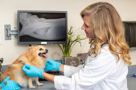 兽医检查犬背景在屏图片