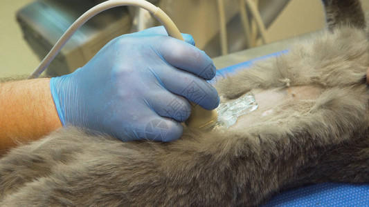 兽医对猫进行超声波检查猫在兽医诊所进行超声诊图片