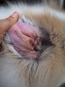 狗耳感染耳朵蜡和痒狗的疾病图片