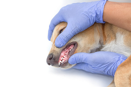 兽医检查狗的牙齿图片