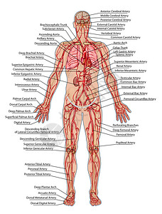 人体血流人体循环血系统心血管血管和动脉系统的解剖图片