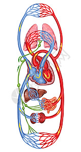 系统性人体血液人体循环多血和心血管系统血液系统解剖背景