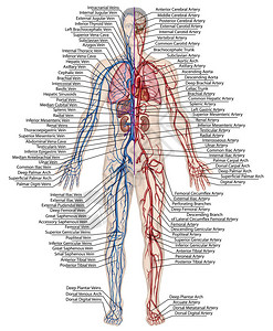系统性人体血液人体循环血液系统心血管血管动脉和静脉系统的解剖背景