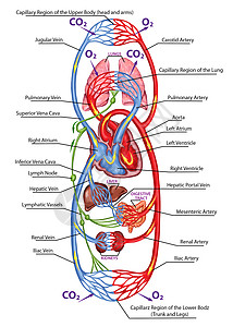 人体血液人体循环多血和心血管系统血液系统解剖高清图片