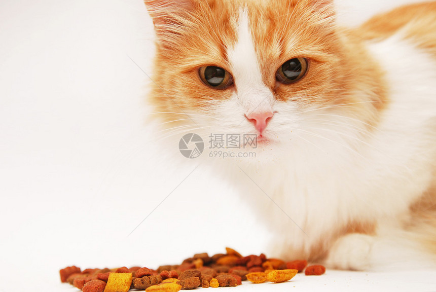 猫咪准备吃猫粮图片