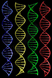 DNA照片3D图片
