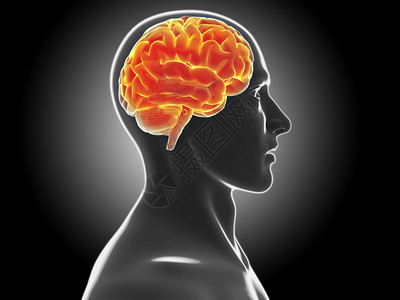 医学扫描中的人脑图片