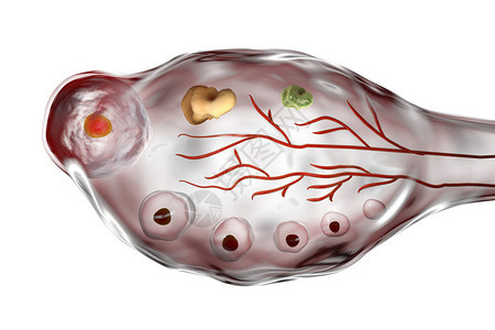 3D卵巢插图显示原始初生和次生高清图片