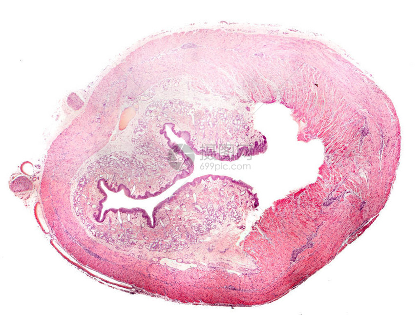 人类食道截面孤立在白色背景上图片