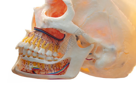 口腔科人的头骨模型图片