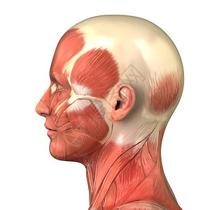 肌肉解剖颏舌骨肌高清图片
