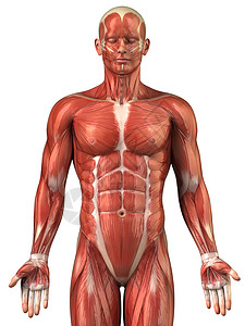 肌肉解剖图片