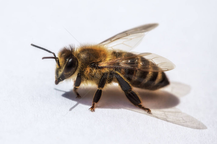 蜂巢中蜜蜂的宏观图像图片