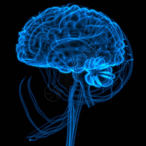 2人类神经系统脑图片