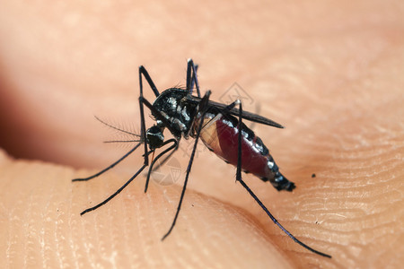 蚊虫咬人的皮肤背景图片