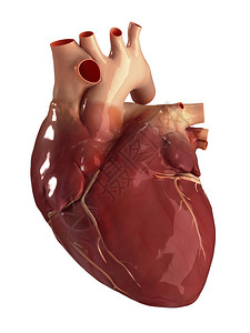 人体心脏解剖图片