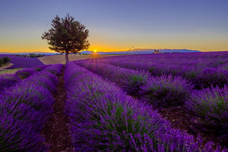 法国普罗旺斯日落时在紫衣图片