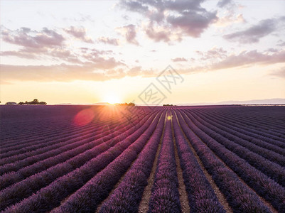 美丽的风景日落时花朵盛开的紫色花朵图片