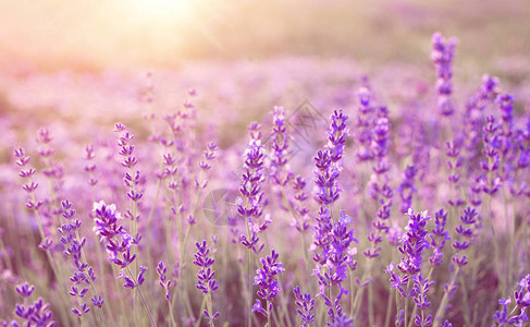 在夏日的风景中紫色草背景图片
