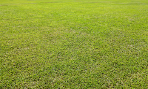 背景的绿色草坪水平图片
