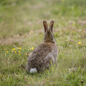 栖息在夏草原的野生兔奥图片