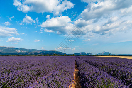 美丽的紫衣和遥远的山峰以法兰西州图片