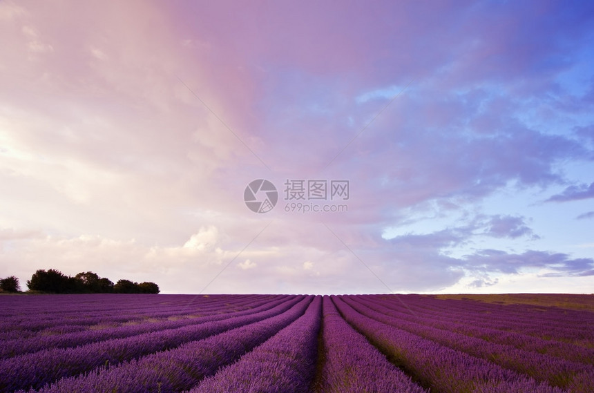日落时紫色的美丽景图片