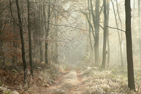在寒冷秋天清晨森林在冰霜覆图片