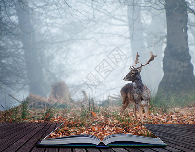 冬秋期间的雾中的森林景观落地鹿在魔图片