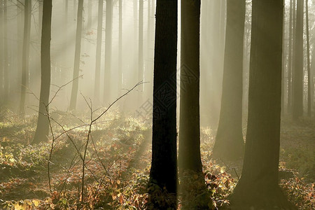 阳光在秋末落入迷雾森林背景图片