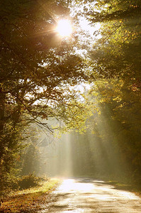清晨的阳光在树木之间闪耀落到秋天森林高清图片