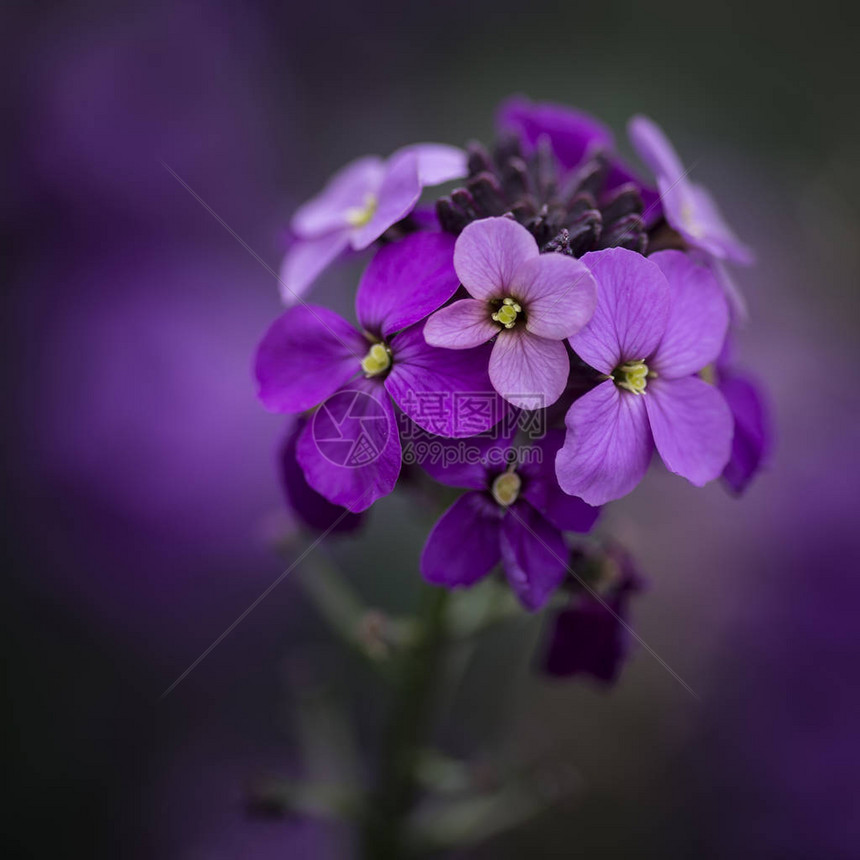 浅景深的美丽紫色春花图片