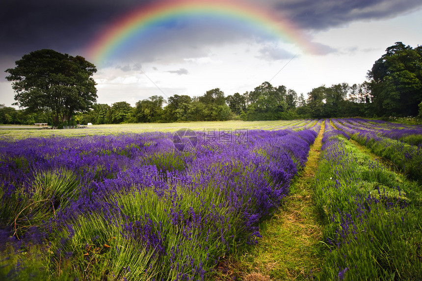 乡村风景中充满活力的紫衣草田上暴风雨图片