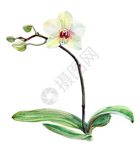水彩白色兰花卉插图图片