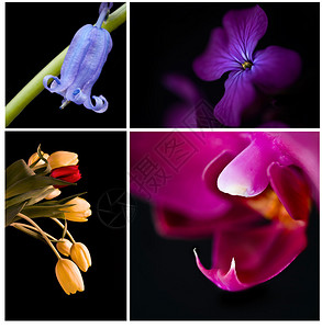 可爱的拼贴画展示许多不同的花朵彩色图片