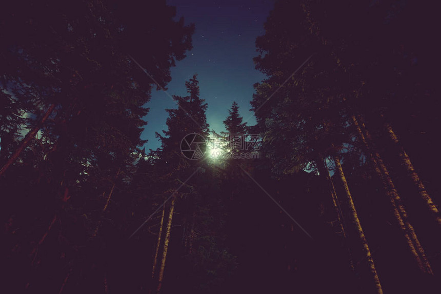 夏日森林美景之夜图片