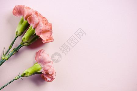 背景上的粉红色康乃馨花图片