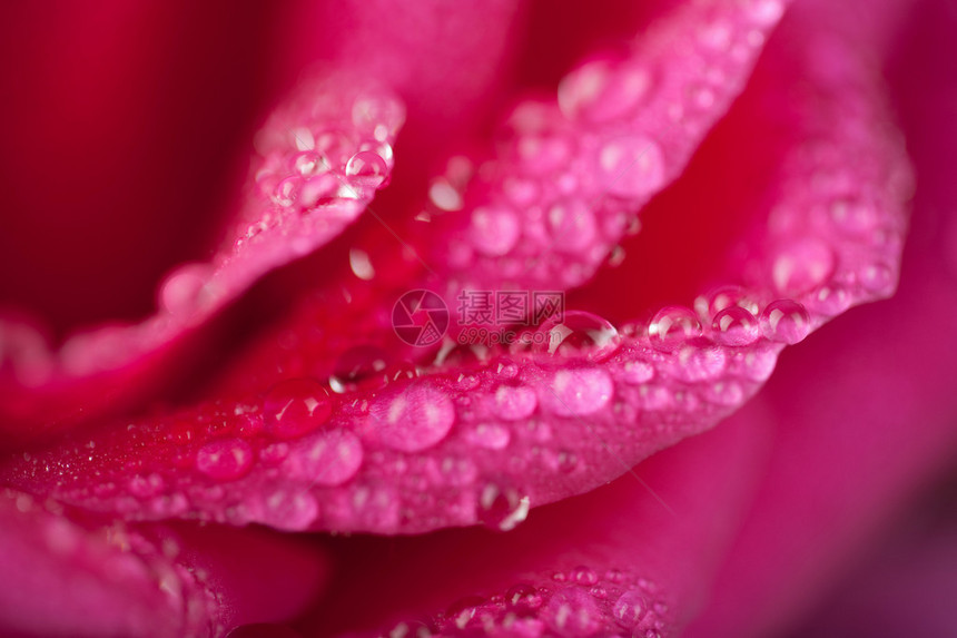 带水滴的美丽的粉红玫瑰图片
