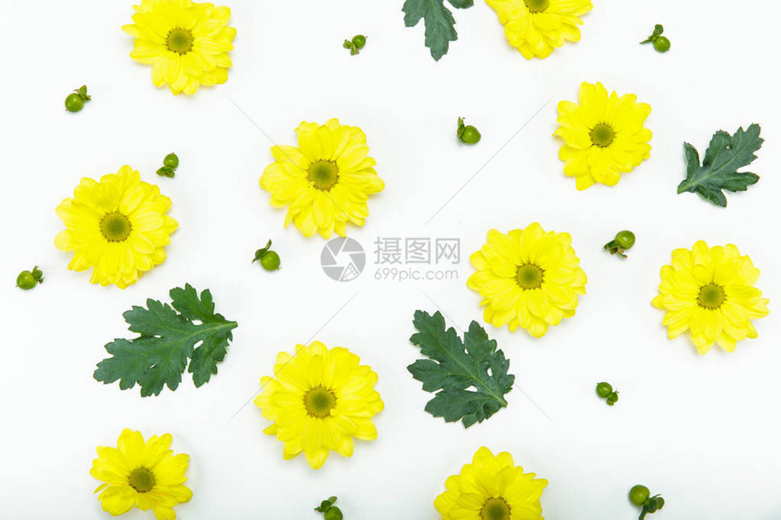 白色上孤立的美丽盛开的小黄色花图片