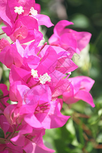 花园里的紫色九重葛花背景图片