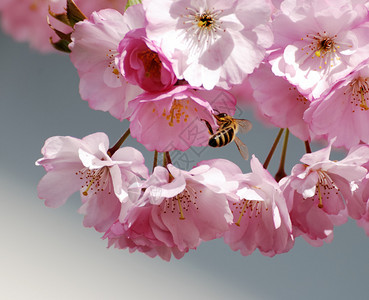 蜜蜂在樱花中采蜜图片