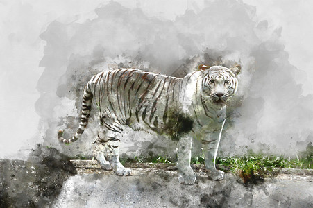 白虎的水彩图像图片