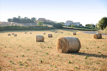 在美丽的农业田地和开曼的农场上种植干草篮子图片