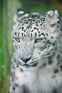 被囚禁的雪豹PantheraUnciaUnicia大图片