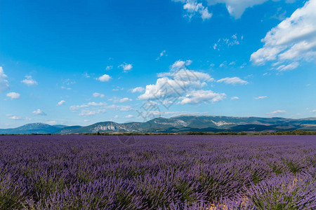 法国普罗旺斯美丽盛开的薰衣草花和远山图片