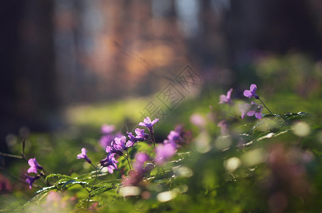 春暖花开的森林阳光照在茂密的森林里的植物上图片